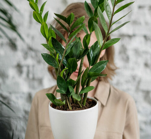 Pot Plant 3
